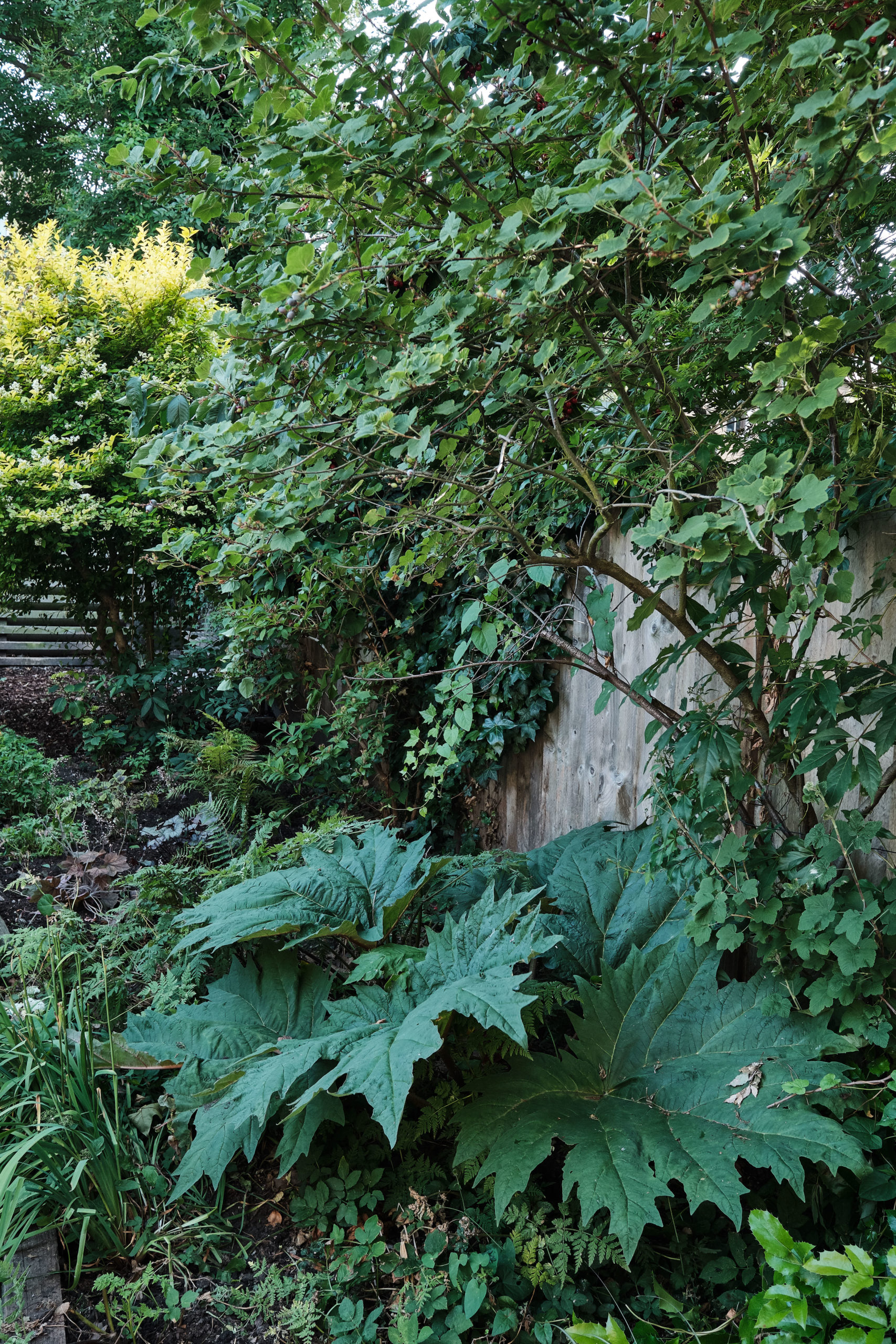 Sandringham-Road-Aucoot-Victorian-house-modern-refurbishment