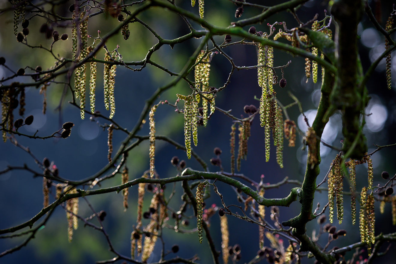ALNUS-SUBCORDATA-alister-thorpe-aucoot-estate-agents